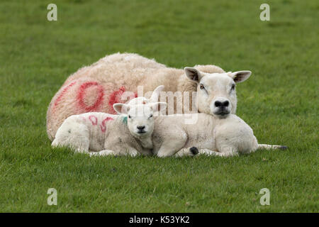 Agnelli a molla con 'Mamma' vicino bendgate farm, long preston, in inghilterra del Yorkshire Dales Foto Stock