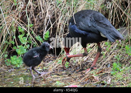 Nuova Zelanda pukeko con il suo bambino scavanging pulcino per loro cibo Foto Stock