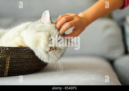 Graffiare la testa del grasso grigio gattino giacente in una scatola di cartone Foto Stock