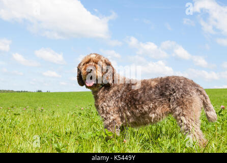 Filo di puntamento dai capelli grifone, o korthals, un cane da caccia, in piedi in un verde pascolo agricoli , vicino la vista di profilo con la testa voltata a guardare un Foto Stock
