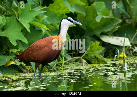 Actophilornis africanus Foto Stock