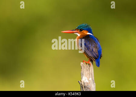 Malachite Kingfisher. Foto Stock