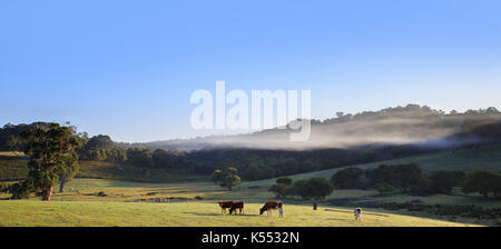 Bovini in un campo in una nebbiosa mattina in Redgate, vicino a Margaret River in Australia Occidentale Foto Stock