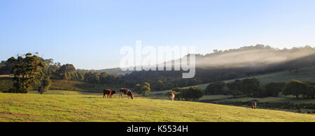 Bovini in un campo in una nebbiosa mattina in Redgate, vicino a Margaret River in Australia Occidentale Foto Stock