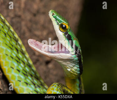 Costa del Pacifico Parrotsnake (Leptophis diplotropis) da Sonora, México. Foto Stock
