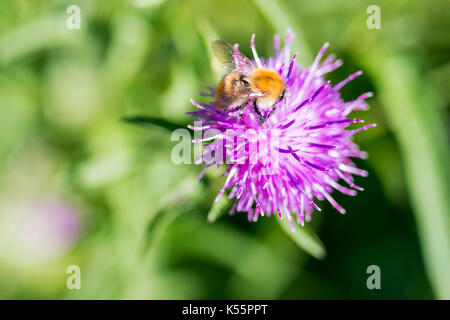 Carda comune Bee vicino sul bellissimo Centaurea Scabiosa Fiordaliso fiore Foto Stock
