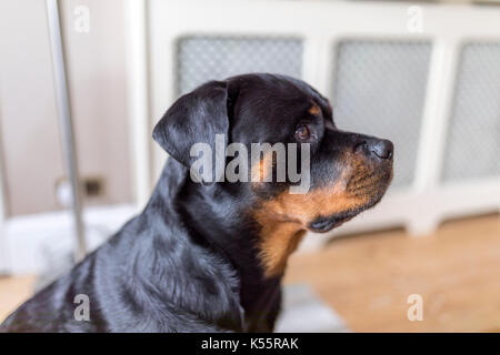 Rottweiller adorabili profilo laterale in attesa di un trattamento Foto Stock
