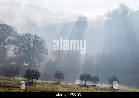 Potenti raggi di sole taglio attraverso la nebbia e proiettare ombre di alberi, con alcune altre piante in primo piano Foto Stock