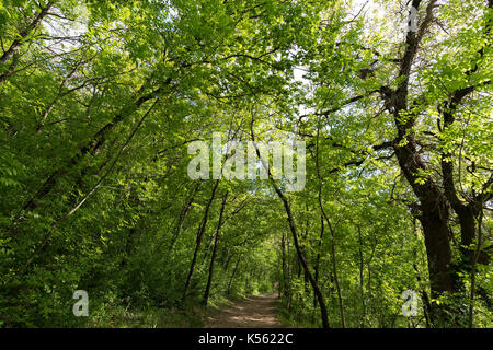 Un piccolo sentiero che corre attraverso un bosco, con belle, lussureggianti alberi con foglie di colore verde Foto Stock