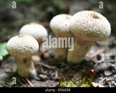 Lycoperdon perlatum (comune puffball) funghi che crescono in una foresta nella parte occidentale dello stato di Washington Foto Stock