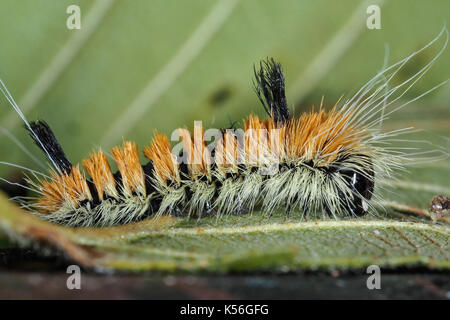 Milkweed tussock moth caterpillar (Euchaetes Egle). Foto Stock