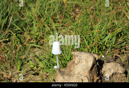 Fungo con cappuccio di inchiostro su mucca sulle brughiere del North Yorkshire sopra Nether Silton e Kepwick, Thirsk, North Yorkshire, Inghilterra, Regno Unito Foto Stock