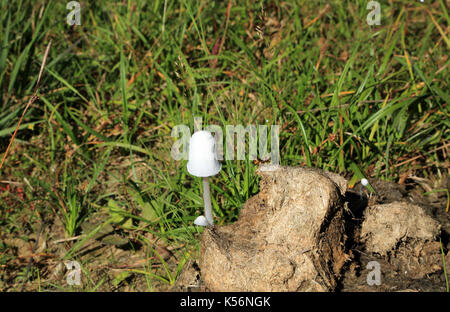 Fungo con cappuccio di inchiostro su mucca sulle brughiere del North Yorkshire sopra Nether Silton e Kepwick, Thirsk, North Yorkshire, Inghilterra, Regno Unito Foto Stock