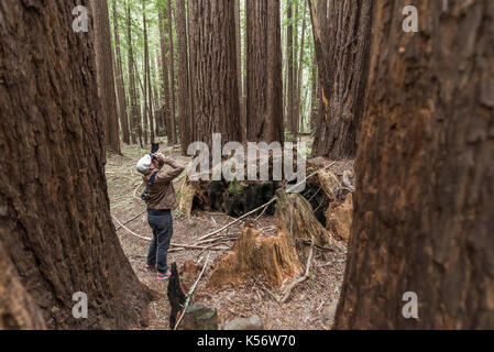 Alberi di sequoia all'Armstrong Riserva Naturale Statale, Russian River Valley e Sonoma County, CA Foto Stock