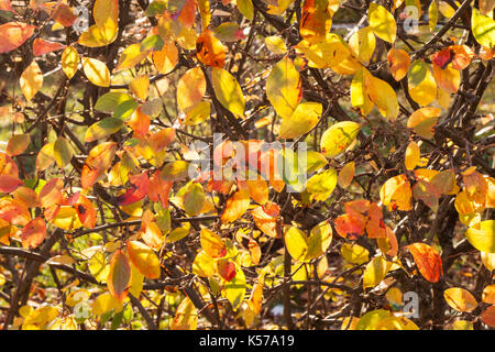 Autunno sfondo. pattern di ramoscelli e illuminata dal sole piccolo rosso e giallo e foglie verdi. Foto Stock