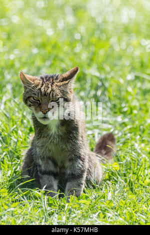 Scottish gatto selvatico Felix sylvestris in attesa del tempo di alimentazione presso il British Centro faunistico Lingfield Surrey UK. Aggressivo e selvaggio anche in cattività. Foto Stock