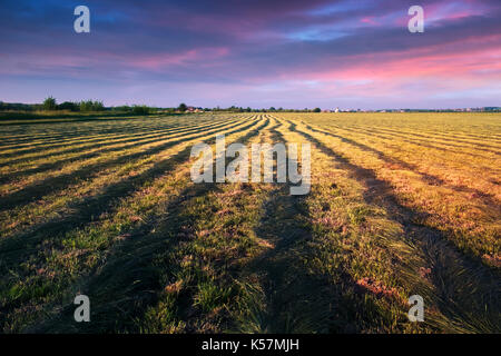 Fieno falciato campo in serata. Foto Stock