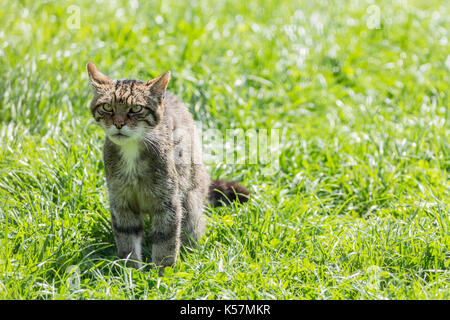 Scottish gatto selvatico Felix sylvestris in attesa del tempo di alimentazione presso il British Centro faunistico Lingfield Surrey UK. Aggressivo e selvaggio anche in cattività. Foto Stock