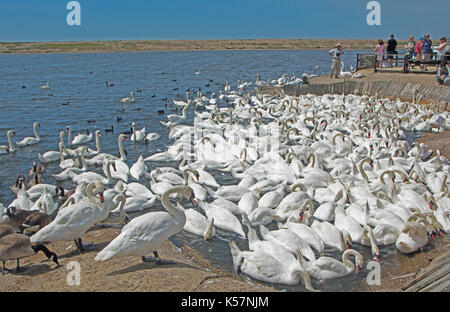 Il Dorset; Abbotsbury Swannery; cigni; i visitatori e swanherd Foto Stock