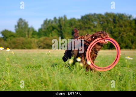 Cocker Spaniel riproduzione di recuperare in un campo. Foto Stock
