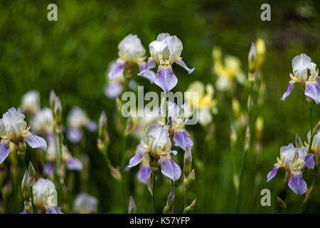 Molti lilac iris fiori che crescono nel giardino. alcuni fiori nel fuoco. sfondo sfocato. russo lens blur. helios bokeh di fondo. Foto Stock