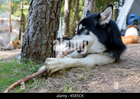 Alaskan Malamute camping stick Foto Stock