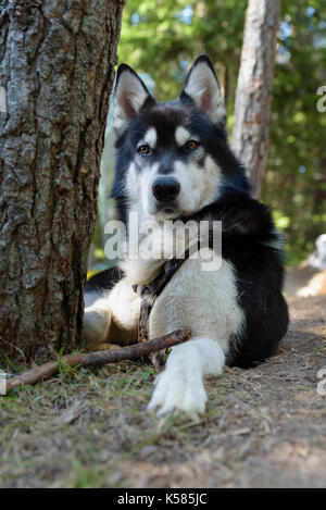 Alaskan Malamute aghi camping pineta Foto Stock