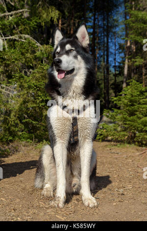 Alaskan Malamute pongono camping pineta Foto Stock