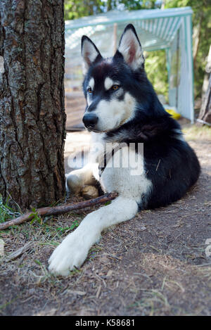 Cane sporca forest Tendopoli di Onna Foto Stock