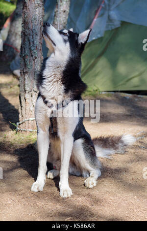 Dod tenda da campeggio legato Foto Stock