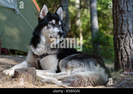 Cane che stabilisce tende campeggio pineta Foto Stock