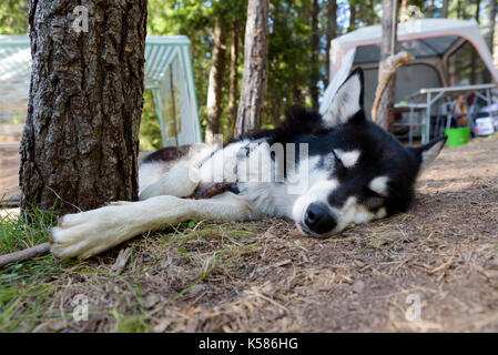 Il sonno del cane alaskan malamute Foto Stock