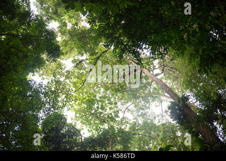 La foresta pluviale di ilhabela parco dello stato in sé il Brasile Foto Stock