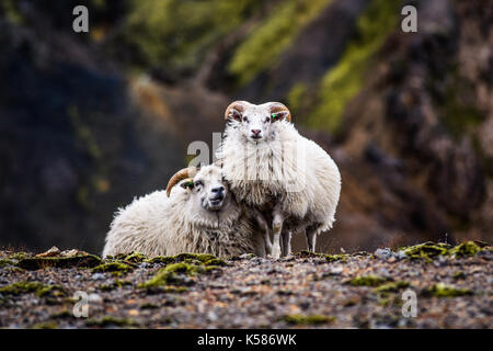 Pecore al pascolo nelle montagne di Islanda. Foto Stock