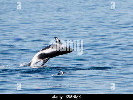 Dal becco bianco dolphin [Lagenorhynchus albirostris] salta fuori dell'acqua. L'Islanda. Foto Stock