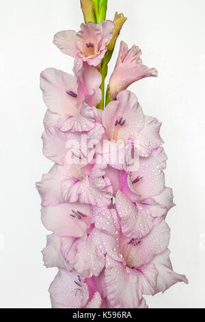 Singola rosa delicato gladiolus fiore con gocce d'acqua vicino, isolato su uno sfondo bianco Foto Stock