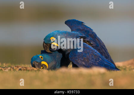 Una coppia di giacinto macaws giocando sul terreno in sud pantanal, brasile Foto Stock