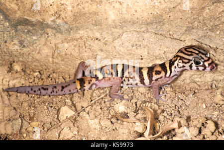 Yucatan nastrare gecko coleanyx elegans, Belize, America centrale Foto Stock