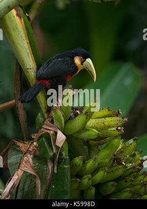 Red-breasted toucan (ramphastos dicolorus) mangiando banana nella foresta pluviale atlantica di sè il Brasile Foto Stock