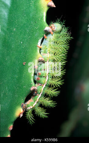 Io moth caterpillar, automeris io, verdi e pelosi grandi dorsali, sulla foglia, Belize Foto Stock