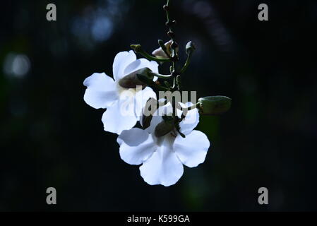 Bellissimi fiori di orchidea Foto Stock