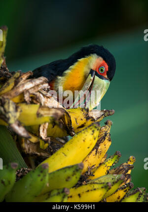 Red-breasted toucan (ramphastos dicolorus) mangiando banana nella foresta pluviale atlantica di sè il Brasile Foto Stock