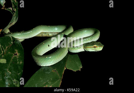 Wagler rattlesnakes, wagleri trimeresurus, Sabah borneo, altamente venemous, arricciata in posizione di battuta, caccia, giovani, bambini Foto Stock