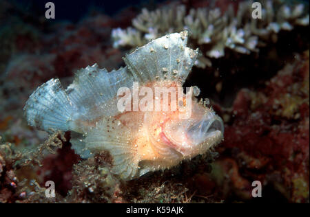 Leaf scorpion fish, taenianotus triacanthus, forma bianca, rare, kapalai, celebes mare, Sabah borneo Foto Stock