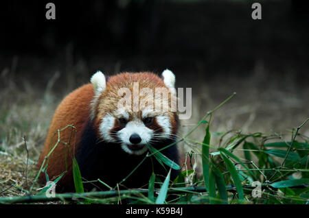 Minore o panda rosso, airurus fulgens, alimentando il bambù, Chengdu panda allevamento e centro di ricerca, sichuan (cucina Szechwan) provincia Cina centrale, principalmente Foto Stock