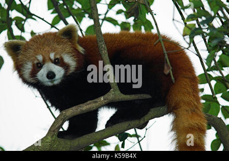 Minore o panda rosso, airurus fulgens, nella struttura ad albero, Chengdu panda allevamento e centro di ricerca, sichuan (cucina Szechwan) provincia Cina centrale, principalmente notturno Foto Stock