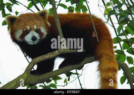 Minore o panda rosso, airurus fulgens, nella struttura ad albero, Chengdu panda allevamento e centro di ricerca, sichuan (cucina Szechwan) provincia Cina centrale, principalmente notturno Foto Stock