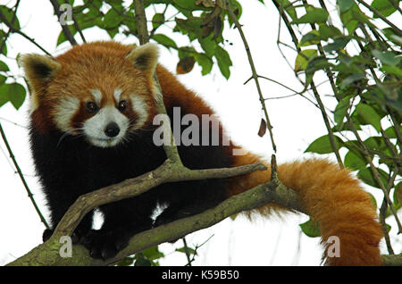 Minore o panda rosso, airurus fulgens, nella struttura ad albero, Chengdu panda allevamento e centro di ricerca, sichuan (cucina Szechwan) provincia Cina centrale, principalmente notturno Foto Stock