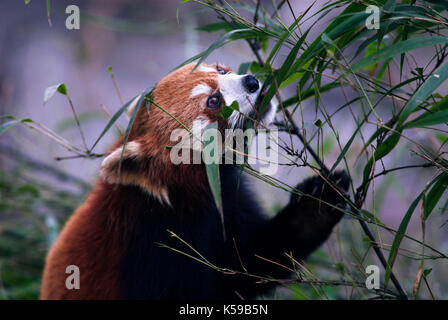 Minore o panda rosso, airurus fulgens, alimentando il bambù, Chengdu panda allevamento e centro di ricerca, sichuan (cucina Szechwan) provincia Cina centrale, principalmente Foto Stock