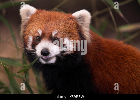 Minore o panda rosso, airurus fulgens, alimentando il bambù, Chengdu panda allevamento e centro di ricerca, sichuan (cucina Szechwan) provincia Cina centrale, principalmente Foto Stock